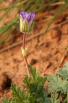 Erodium botrys
