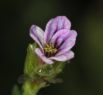 Erodium brachycarpum