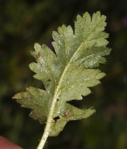Erodium brachycarpum