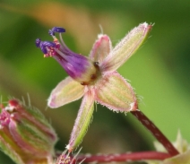 Erodium cicutarium