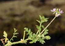 Erodium moschatum