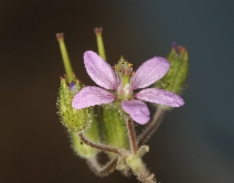Erodium moschatum