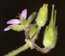 Erodium moschatum