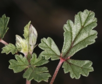Erodium texanum