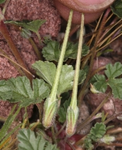 Erodium texanum