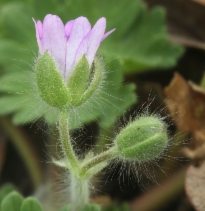 Geranium molle
