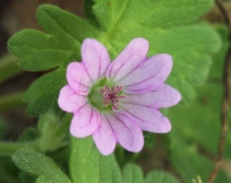 Geranium molle