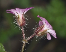 Geranium robertianum