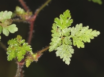 Geranium robertianum