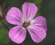 Geranium robertianum