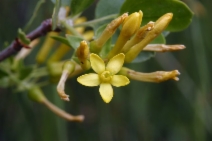 Ribes aureum