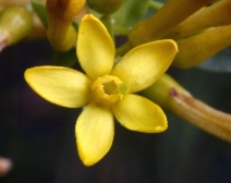 Ribes aureum