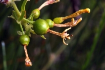 Ribes aureum