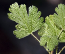 Ribes binominatum