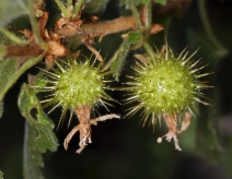 Ribes binominatum