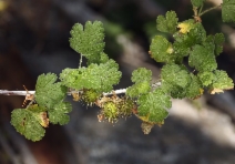Ribes binominatum