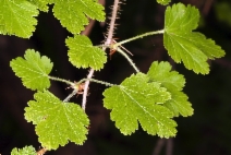 Ribes menziesii