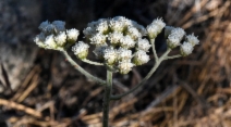 Antennaria argentea