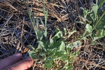 Antennaria argentea