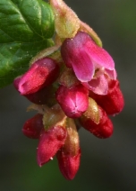 Ribes nevadense
