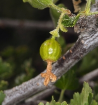 Ribes quercetorum