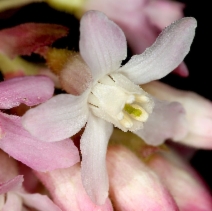 Ribes sanguineum