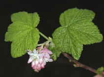 Ribes sanguineum