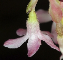 Ribes sanguineum var. glutinosum