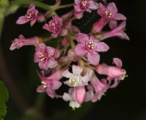 Ribes sanguineum var. glutinosum