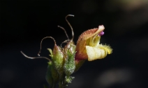 Keckiella lemmonii