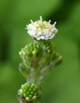 Adenocaulon bicolor
