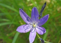 Camassia leichtlinii