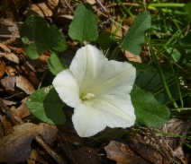 Calystegia subacaulis