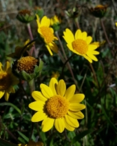 Lasthenia californica ssp. macrantha