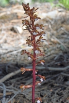 Corallorhiza maculata var. occidentalis