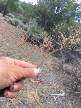 Eriogonum hirtiflorum