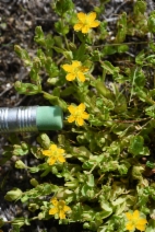Hypericum anagalloides