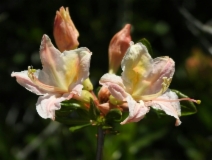 Rhododendron occidentale