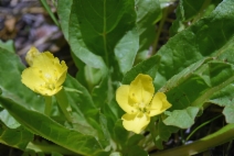 Taraxia subacaulis