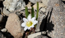 Lewisia triphylla