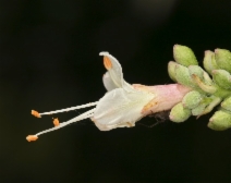 Aesculus californica