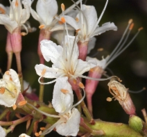 Aesculus californica