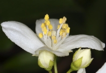 Philadelphus californicus