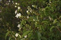 Philadelphus californicus