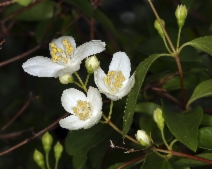 Philadelphus californicus