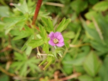 Geranium core-core