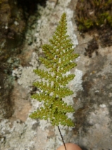 Myriopteris intertexta