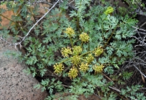Lomatium dissectum