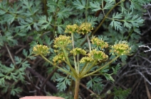 Lomatium dissectum