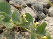 Kickxia spuria